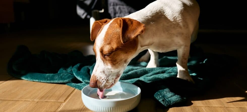 Can Dogs Drink Milk?