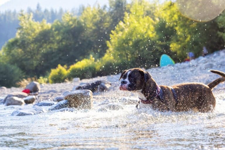 Do Boxer Dogs Like Water?