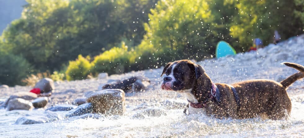 Do Boxer Dogs Like Water?