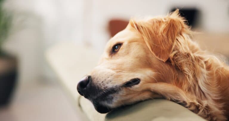 How Long Does 1 Hour Feel To A Dog?