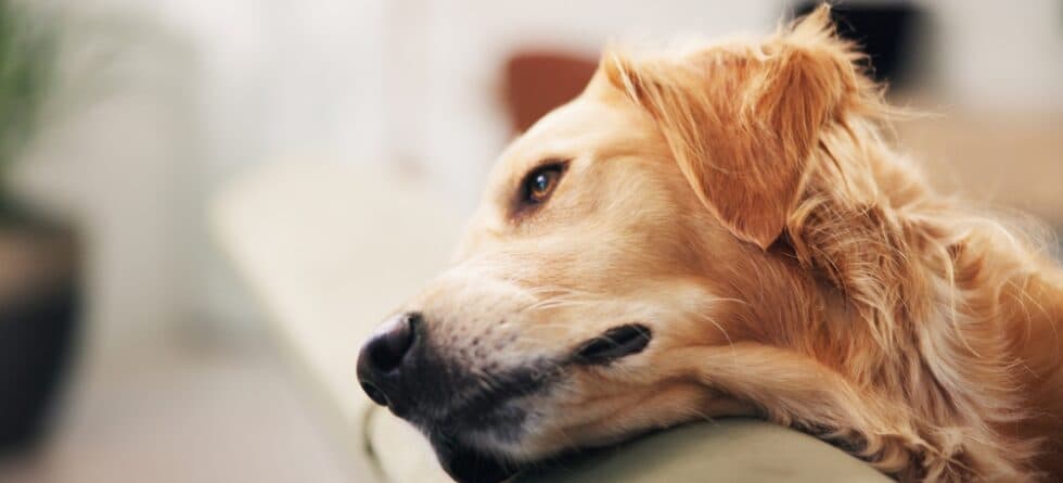 How Long Does 1 Hour Feel To A Dog?