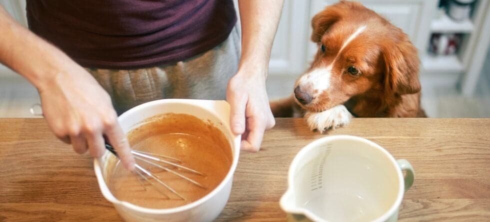 What Can I Cook For My Dog?