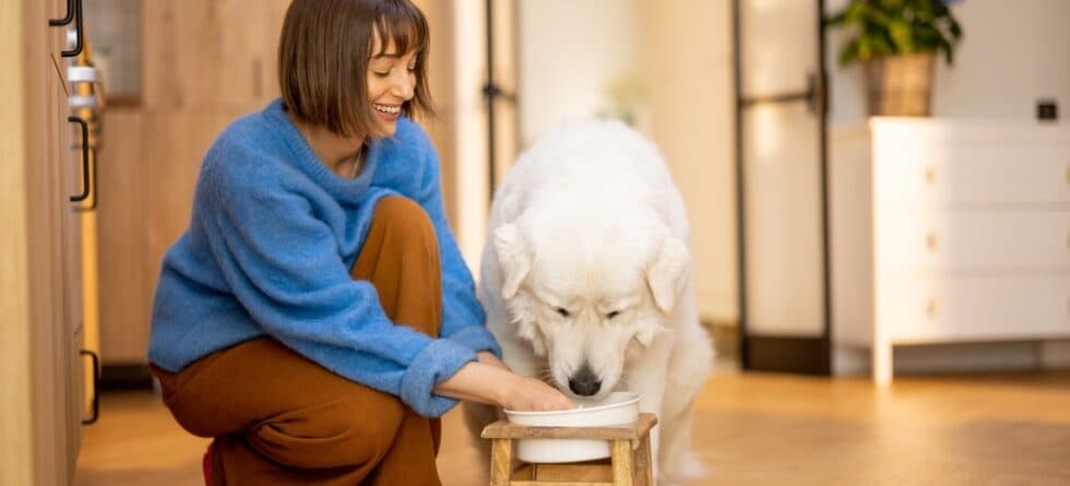 What Can I Feed My Dog Instead Of Dog Food?