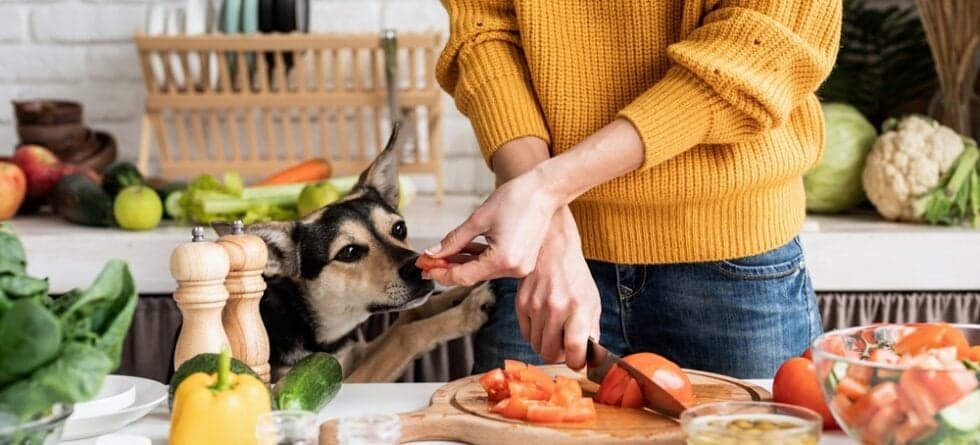 What Can’t Dogs Eat List?