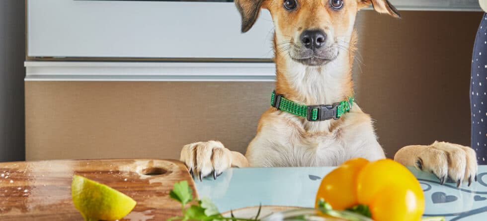 What Dogs Can Eat List?