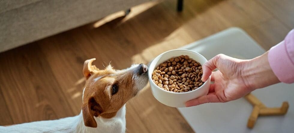 What Food Do Dogs Eat The Most?