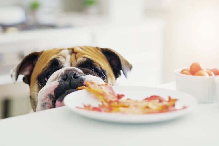What Human Foods Are Safe For Dogs?