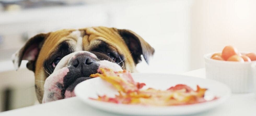 What Human Foods Are Safe For Dogs?