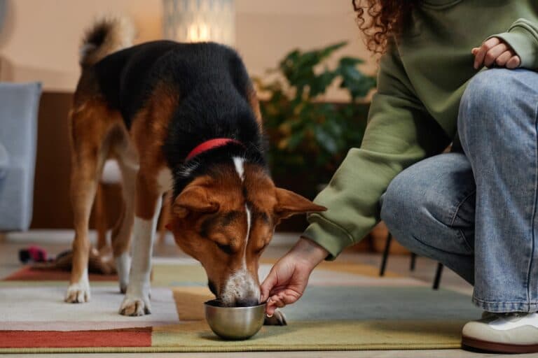 What Is A Dog’s Favorite Food?