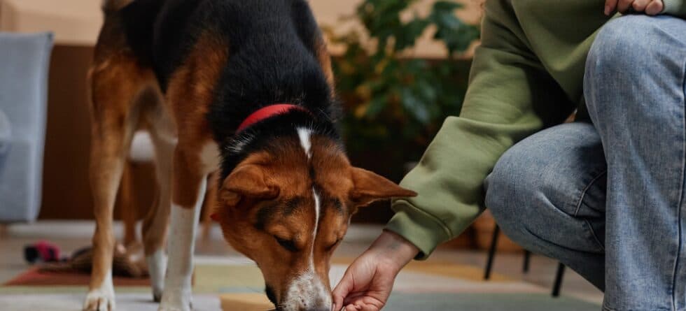 What Is A Dog’s Favorite Food?