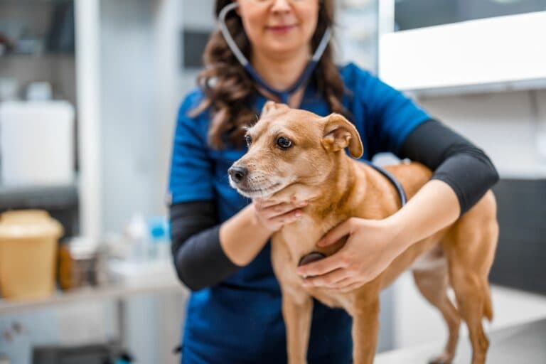 What Is A Silent Killer For Dogs?