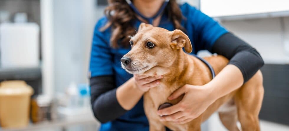 What Is A Silent Killer For Dogs?