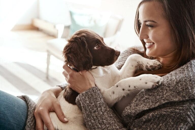 What Is The 3-3-3 Rule With Dogs?