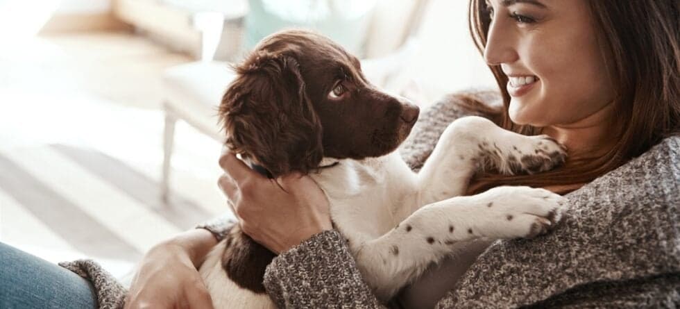 What Is The 3-3-3 Rule With Dogs?