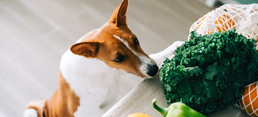 What Is The Best Food For Dogs?