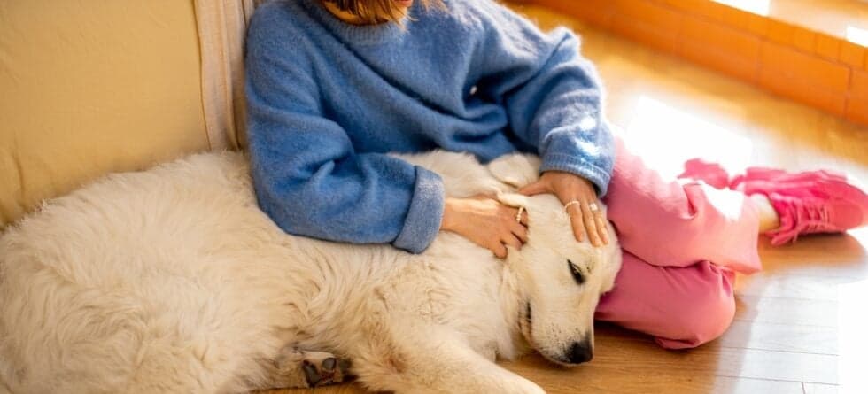 What Is The Golden Rule For Dogs?