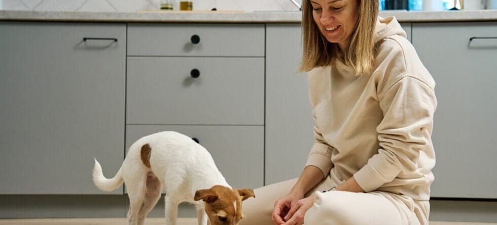 What Is The Main Food Of A Dog?