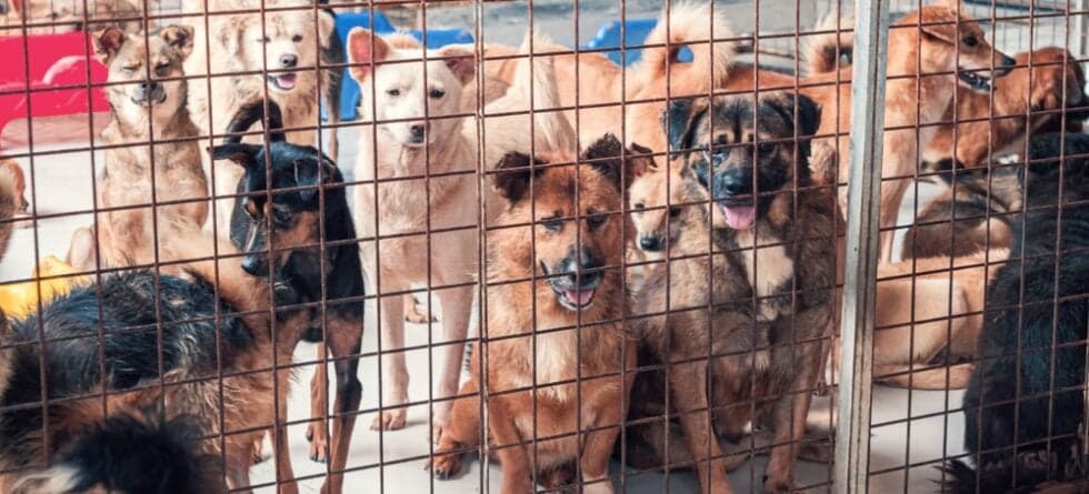 What Is The Most Surrendered Breed Of Dog?