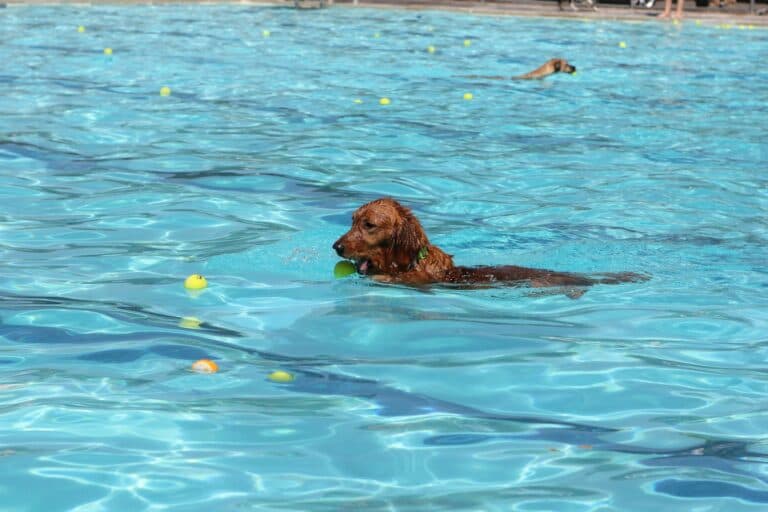 Hypoallergenic Water Dogs: Which Breeds Love to Swim?