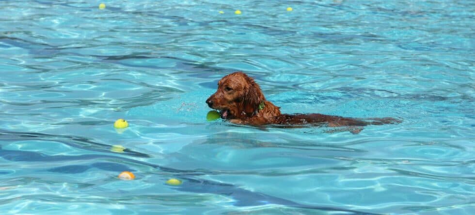 Hypoallergenic Water Dogs: Which Breeds Love to Swim?