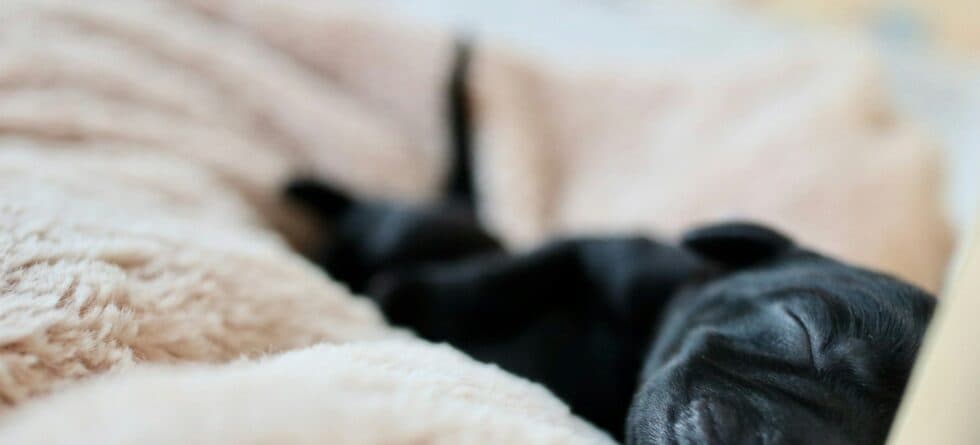 Keeping Puppies Warm: Temperature, Tips, and Tools