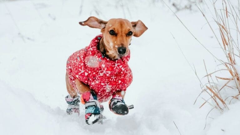 Is Your Puppy Safe In The Cold? Here’s How to Walk Them Safely in Winter