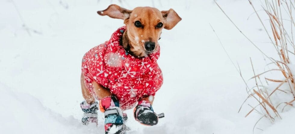 Is Your Puppy Safe In The Cold? Here’s How to Walk Them Safely in Winter