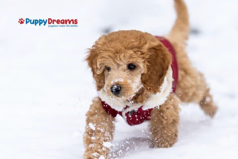 Puppy Care in Winter: How Cold is Too Cold Outside?