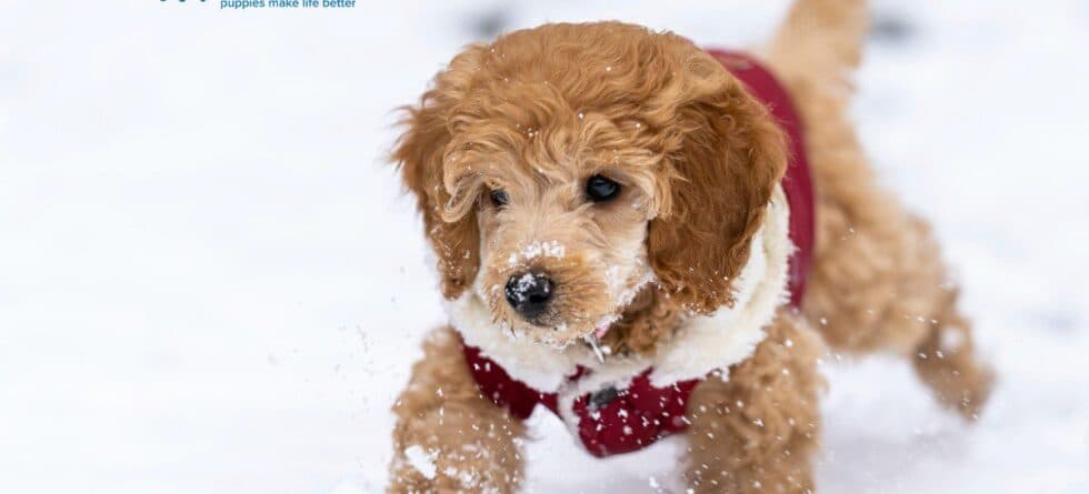 Puppy Care in Winter: How Cold is Too Cold Outside?