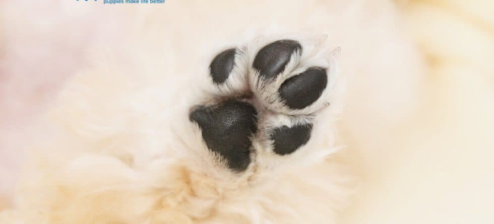 Tips You Might Not Know to Protect Your Pup’s Paws This Winter