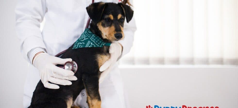 Printable Puppy Vaccine Chart: Where to Find One and How to Use It
