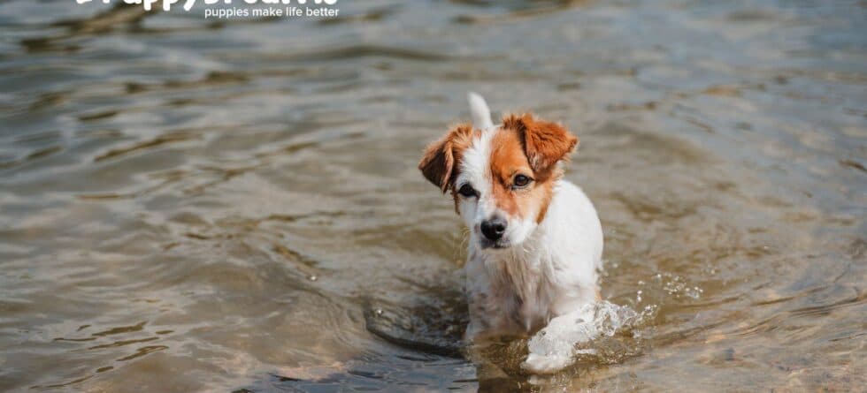 Pups That Love Water: Best Swimming Breeds
