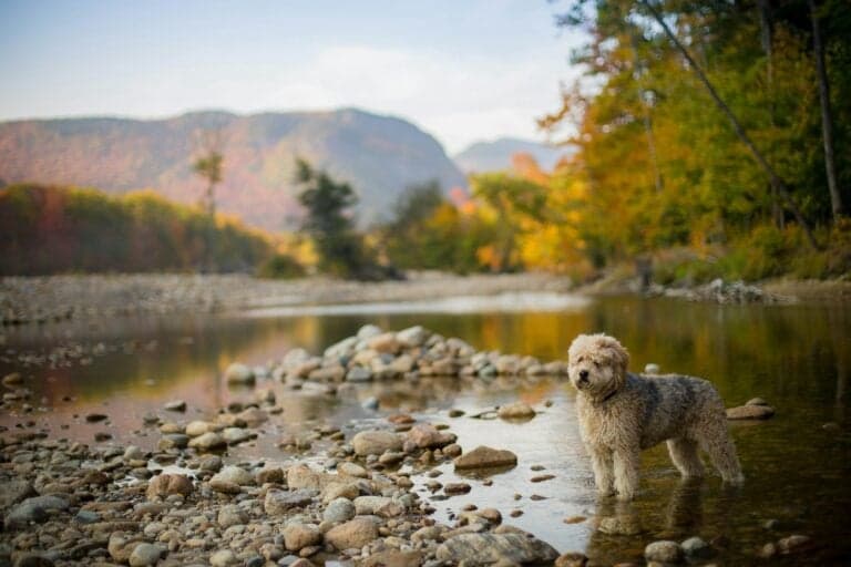 Hypoallergenic Hiking Dogs: The Best Low-Shedding Trail Companions for Allergy Sufferers