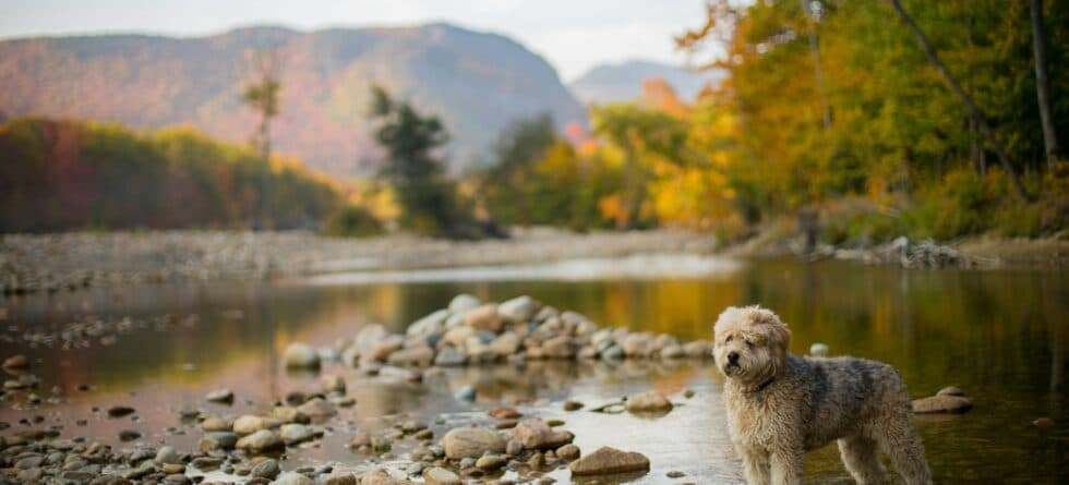 Hypoallergenic Hiking Dogs: The Best Low-Shedding Trail Companions for Allergy Sufferers