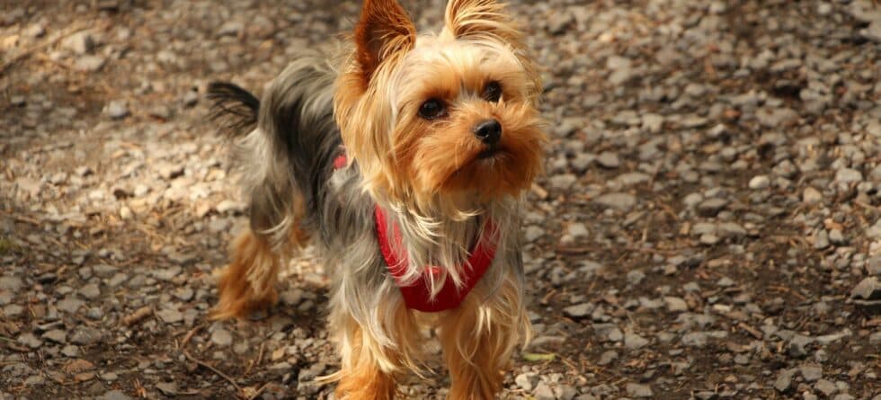 The Top Dog Breeds Who Love Trail Running as Much as You Do