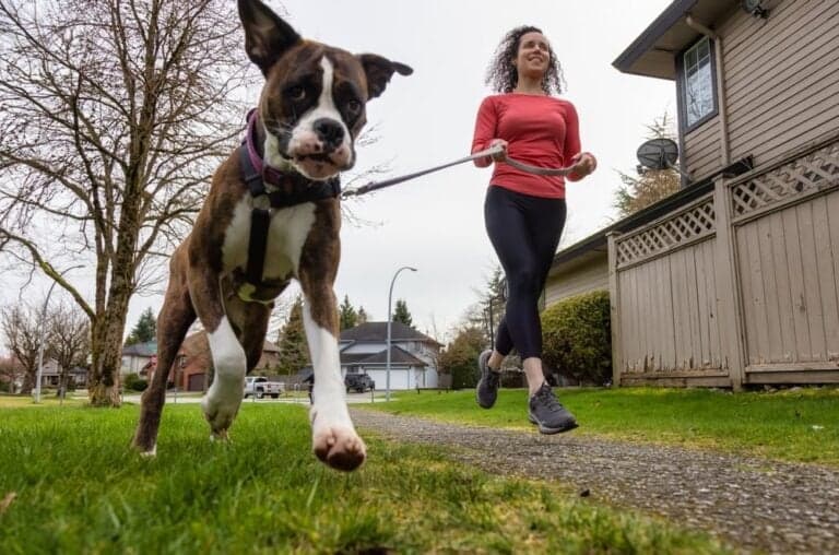Which Pup Can Keep Up? The Best Dog Breeds for Runners