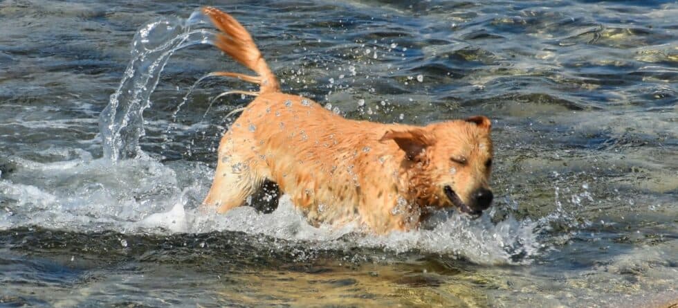 Looking for Dog Breeds That Love Water? These Pups Are Naturals