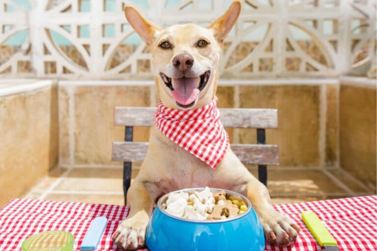 Wet vs Dry Puppy Food | How to Choose for Your Puppy