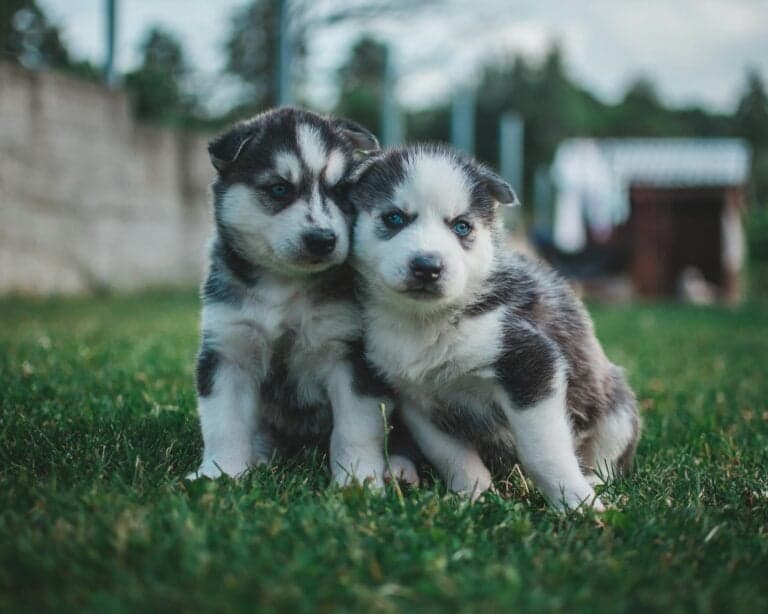 Most Active Dog Breeds: Which Ones Need the Most Exercise?