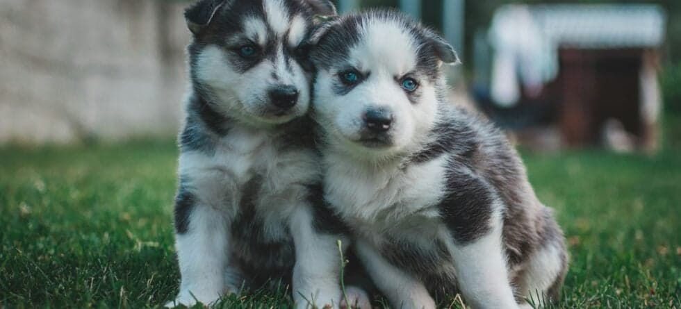 Most Active Dog Breeds: Which Ones Need the Most Exercise?