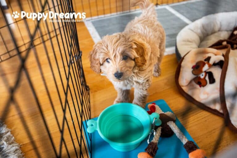 Potty Training a Puppy in a DFW Apartment: A Step-by-Step Guide for New Puppy Owners