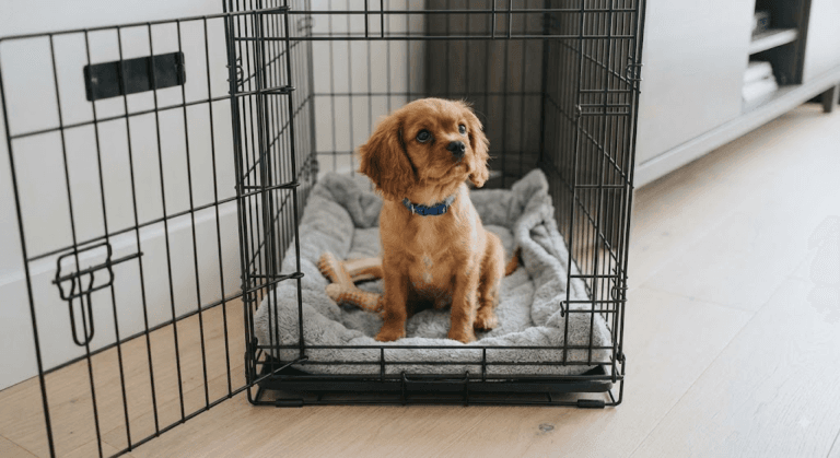 How to Potty Train a New Puppy in 7 Easy Steps