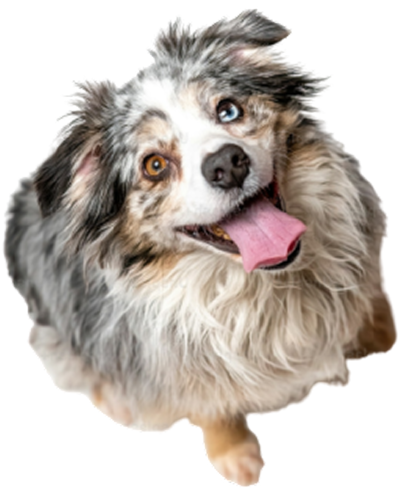 Australian Shepherd puppy