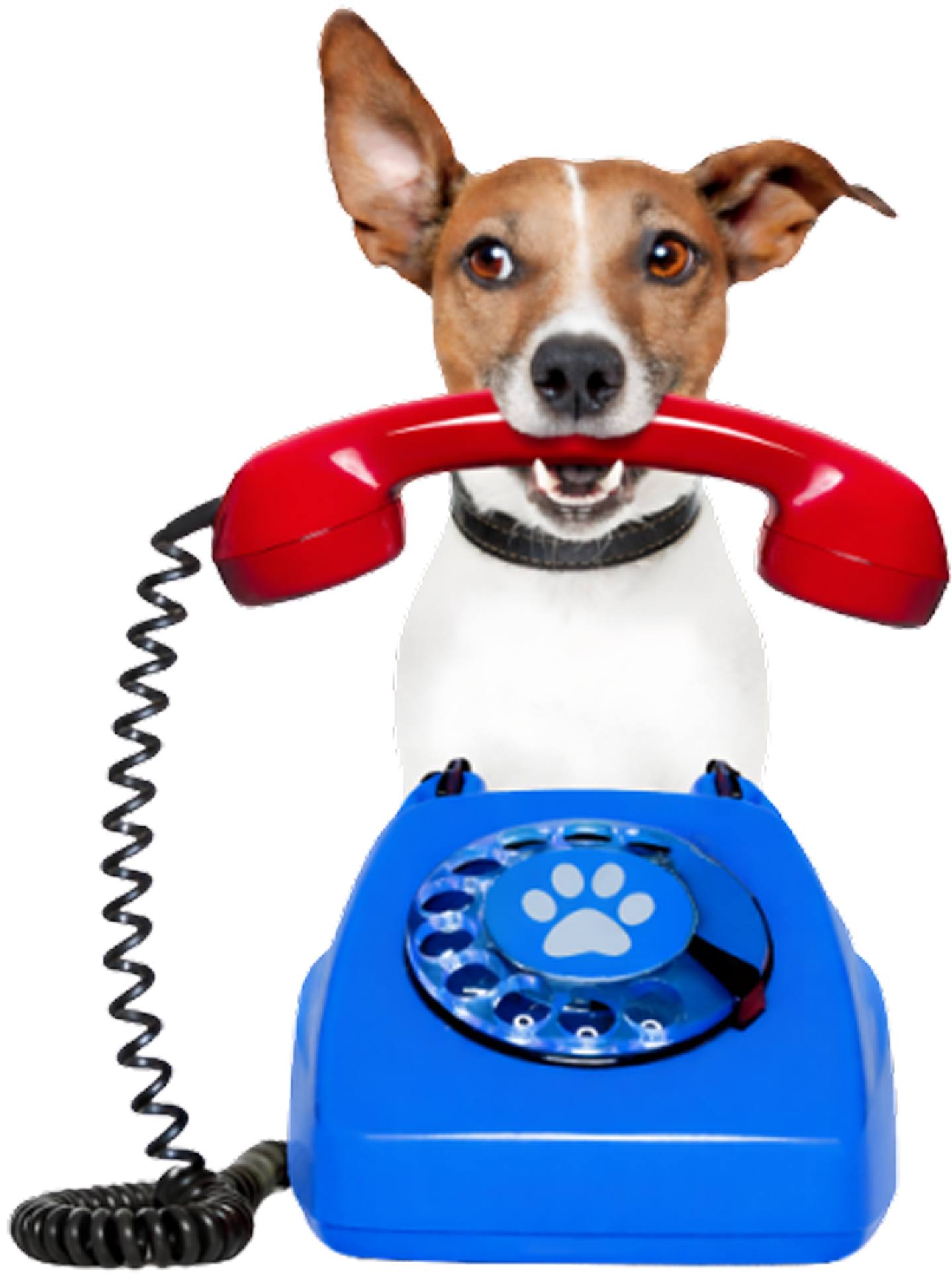 Dog with telephone