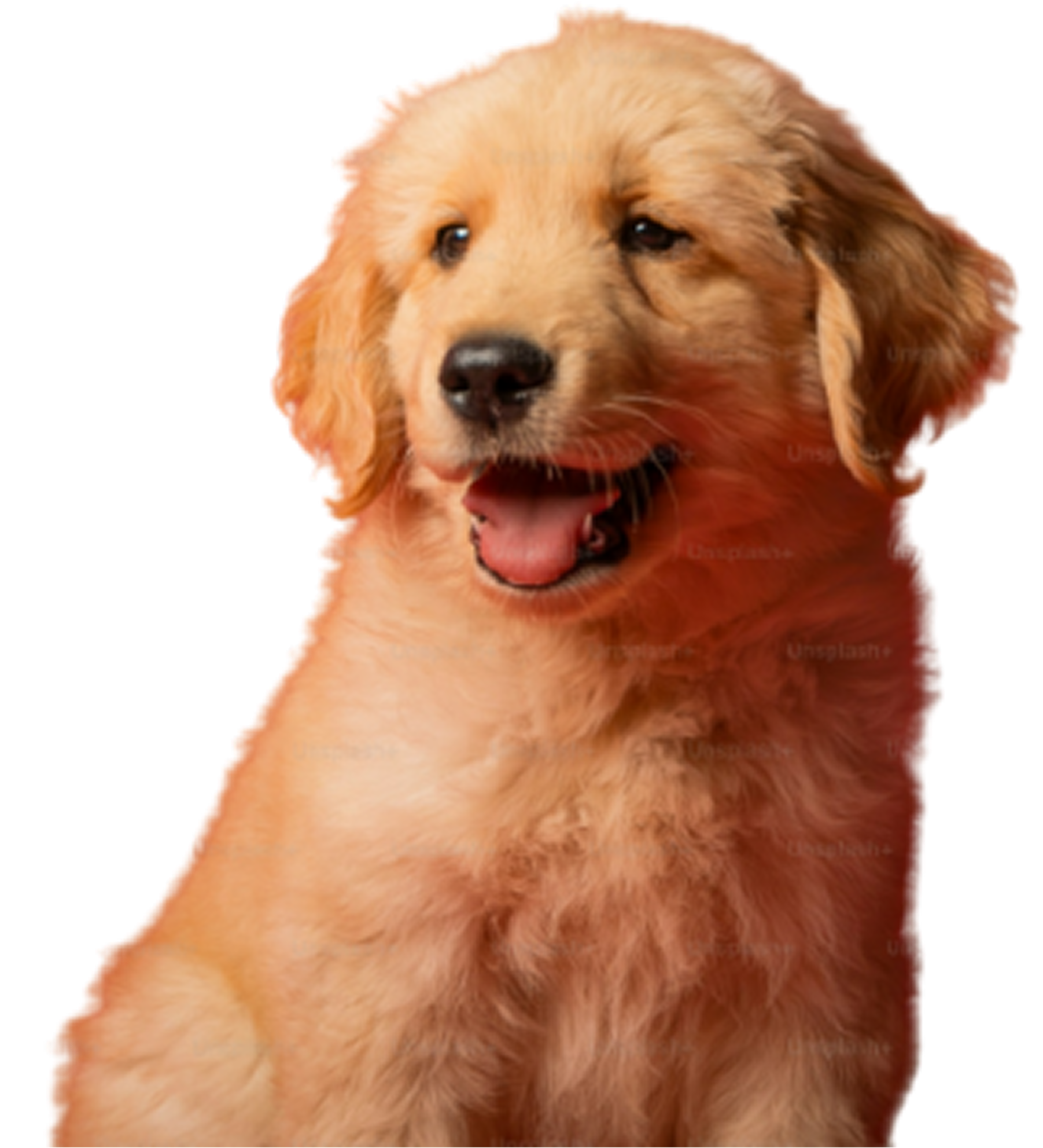 Golden Retriever puppy