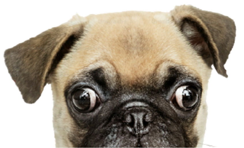 Puppy