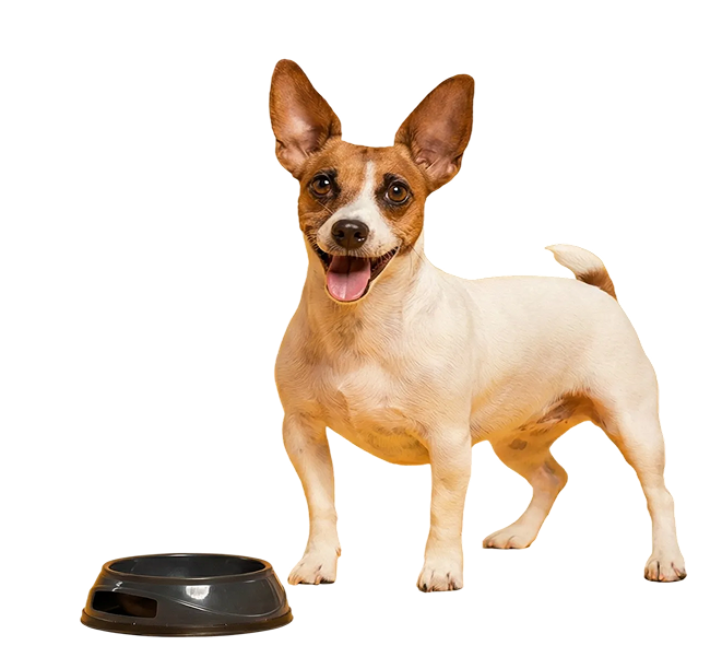 Puppy beside a food bowl with a blue graphic behind